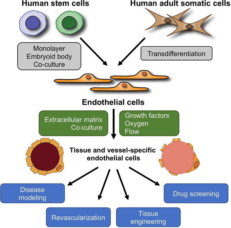 Exosomes. Extraordinary Extracellular Vesicles Clinic For Him