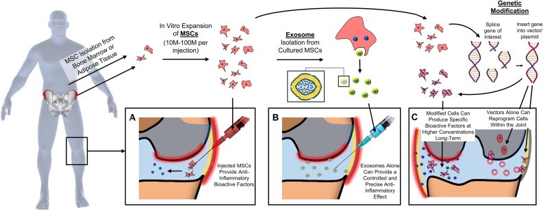 Exosomes. Extraordinary Extracellular Vesicles Clinic For Him